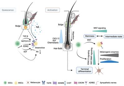 Biology of melanocytes in mammals